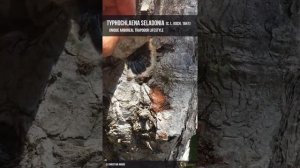 Typhochlaena Seladonia in its Natural Habitat! BTS Journal Exclusive