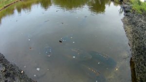 Пруд на участке для рыбалки и разведение выращивание рыбы раков. Садовый пруд своими руками на даче