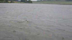 Белый амур на 19 кг