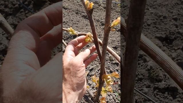 Лучшие технические сорта ? винограда