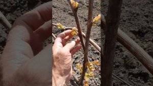 Лучшие технические сорта ? винограда