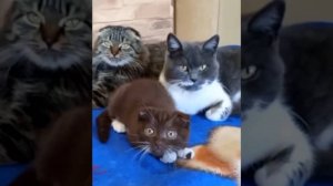 Хозяйка ругает своих котов