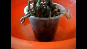 Орхидея из пенька, как вырастить