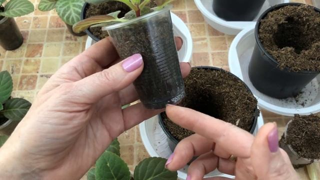 Глоксинии из семян. Летний посев. Последняя пикировка. Куда, как и когда? смотреть онлайн