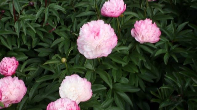 Joker | R2 Flowers BV | Peonies смотреть онлайн