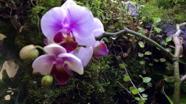 My Tropical Rainforest Terrarium - Amazonia of Madagascar (for Poison Frogs) смотреть онлайн