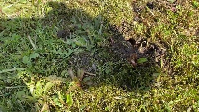 Большая охота на медведок. Часть 2 смотреть онлайн