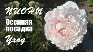 Пионы. Осенняя посадка корневищ