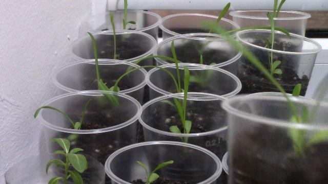 Выращивание гацании.mp4 смотреть онлайн