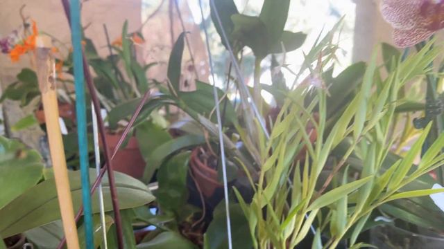 FRIDAY’S MOST FRAGRANTEST ORCHID IN MY COLLECTION right now #orchids #fragrantorchids смотреть онлайн