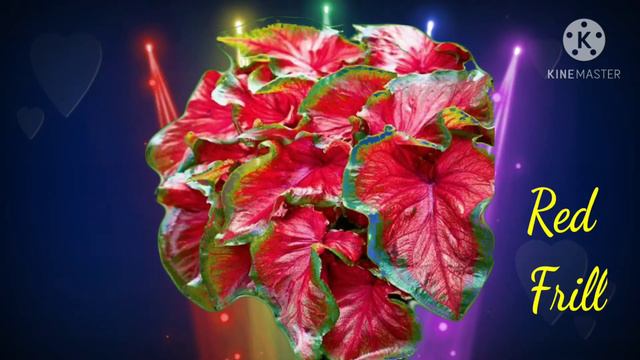 Top 10 Most Beautiful Caladium Plants смотреть онлайн