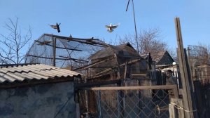 Голуби 18+ Донецкая  обл .