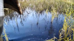 Охота на уток