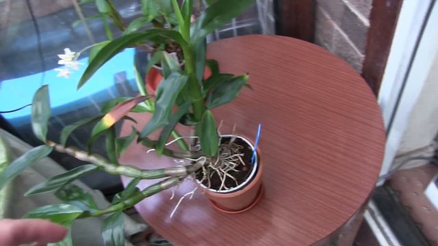 Some Short Clips of Some of My Orchids as I Water смотреть онлайн
