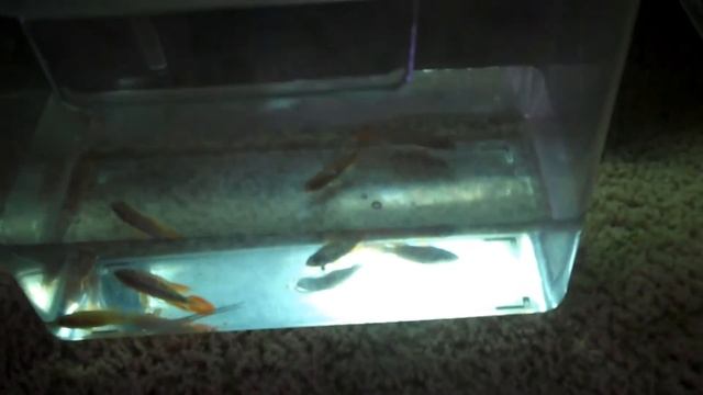 Apistogramma Agassizii (Reds) - Setting up an Apistgramma tank P1 смотреть онлайн