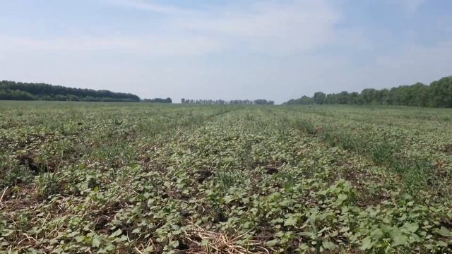 всходы гречихи - то, что не получилось убрать в предыдущем году смотреть онлайн