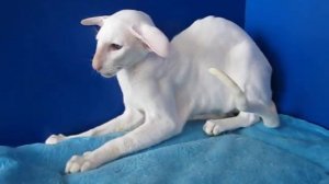 Vazilis. Экстремальный ориентальный кот.