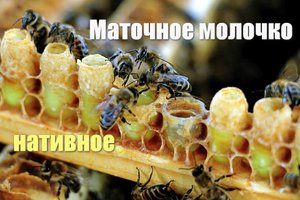 Маточное молочко нативное