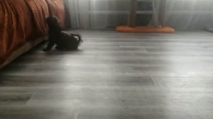 Пушистик Шит Цу мальчик