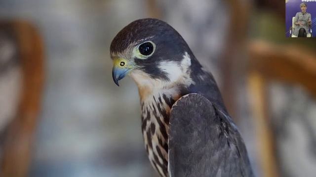 «Как НКО может помочь дикими животным» смотреть онлайн