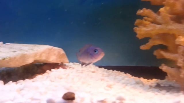 Цихлиды смотреть онлайн