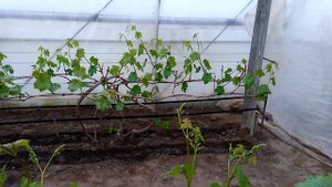 Виноград в теплице Первая подвязка  винограда 16.04.2018