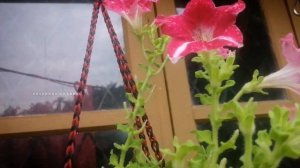 Bougainvilla Care & Petunia Care..#plants #rain #flower #nature #naturephotography