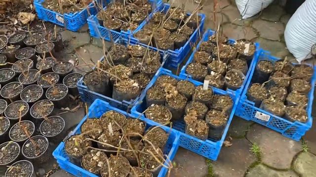 Крупнолистная Гортензия Саженцы Сорт ред барон и эндлесс саммер готов к отправке смотреть онлайн