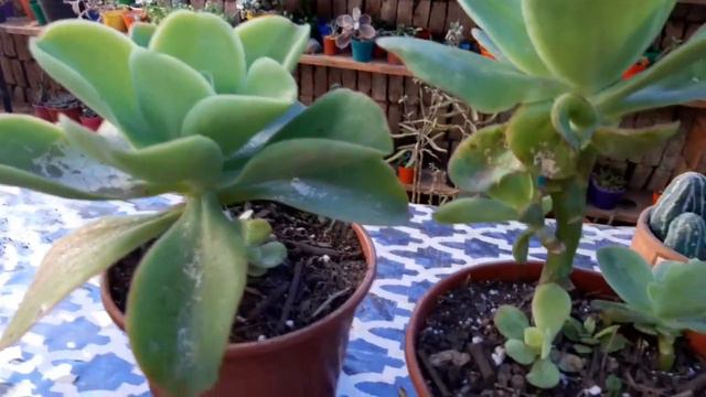 Transplantando ECHEVERIA PALLIDA para que Crezcan Mejor смотреть онлайн