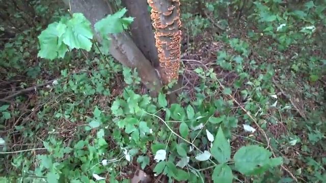 ТИХАЯ ОХОТА! ГРИБАЛКА В АВГУСТЕ! СБОР КРАСНОГОЛОВИКОВ! ПОДОСИНОВИК 2020! смотреть онлайн