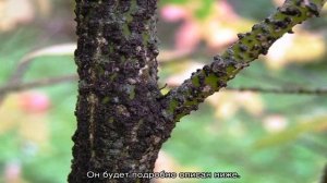Бересклет бородавчатый (Euonymus verrucosus) — описание растения