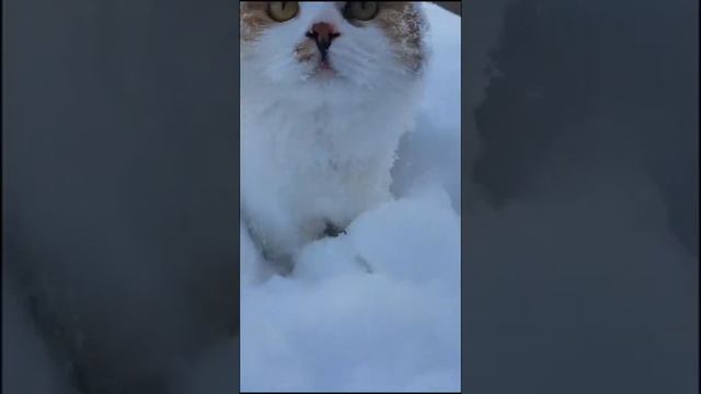 Коту Холодно Зима Все мерзнет смотреть онлайн