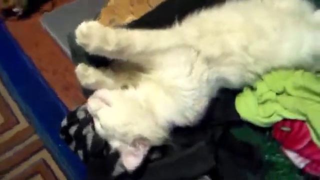 Котэ в нерване, Мурчик на раслабоне смотреть онлайн