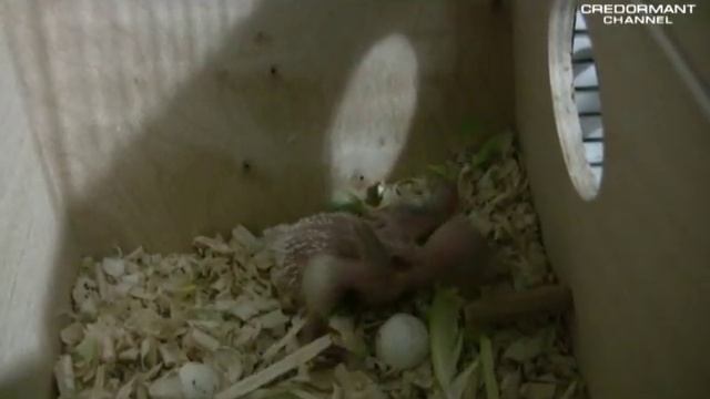 Как растут попугаи. Growing Parrots. Part 2 смотреть онлайн