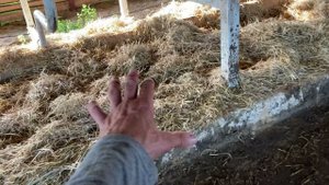 В бокс песок или солому?