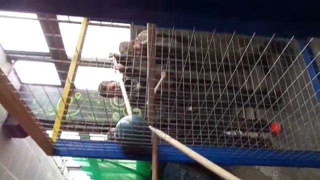 Игра клетка от клуба Остров приключений квест корпоратив командопостроение смотреть онлайн