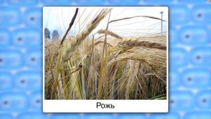 Класс Однодольные, семейство Злаки. Видеоурок по биологии 6 класс