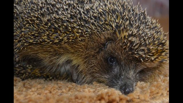 Мой колючий друг. Ёжик - питомец дикий. смотреть онлайн