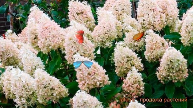 Гортензия метельчатая Мэджикал Свит Саммэр ? обзор: как сажать, саженцы гортензии