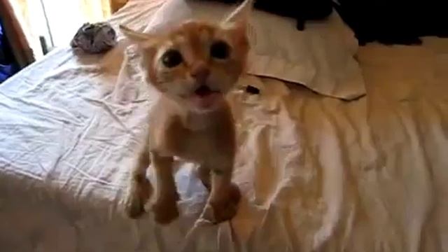 Бешеный котенок! Дайте поесть или порву! смотреть онлайн