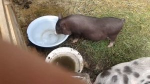 вьетнамские свиньи кормление