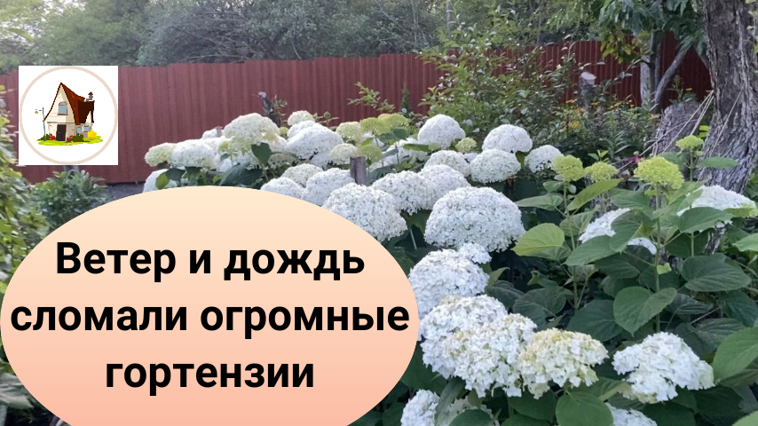 Гортензия Анабель. Как переживают огромные белые цветы непогоду . Хроники 9 июля.