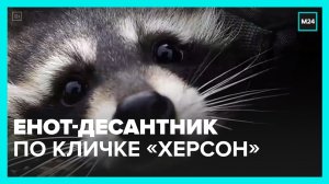 Енот из Херсона стал символом российских десантников – Москва 24