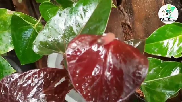 ඇන්තුරියම් ලෝකයේ ලස්සනම මල් වර්ග එකතුව.|A beautiful collection of flowers from the anthurium world смотреть онлайн