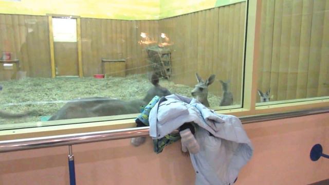 Кенгуру 17.03.17 Новосибирский зоопарк смотреть онлайн