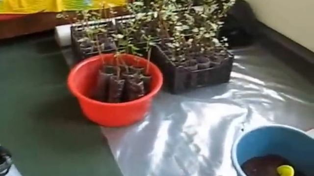 Виноград. Трипсы на листьях винограда. смотреть онлайн