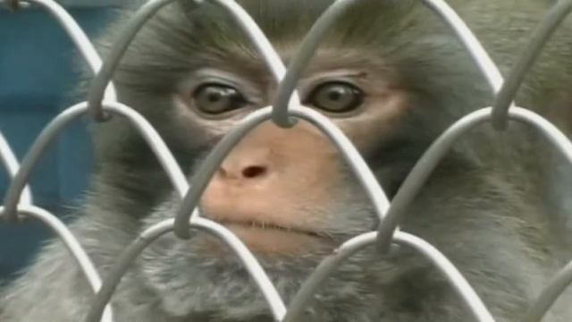 Куча макак в одном месте Питомник обезьян Сухуми смотреть онлайн