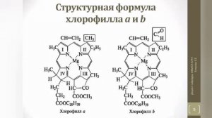 Облепиха польза и вред