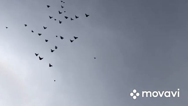 Николаевские голуби Элиста 2021 Март ч.3 « Покрытие 25 голов» смотреть онлайн