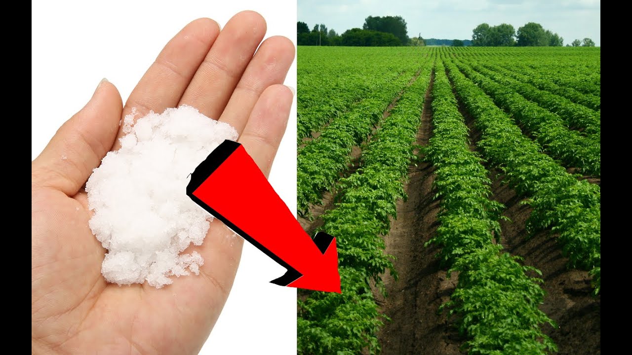 ТОННА КАРТОФЕЛЯ С ОДНОЙ СОТКИ,САМЫЙ ХИТРЫЙ СПОСОБ ЗАВАЛЬНОГО УРОЖАЯ КАРТОФЕЛЯ смотреть онлайн